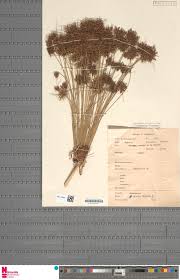 Image result for Trichopteryx stolziana