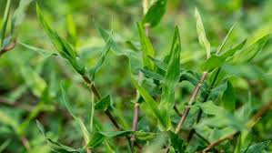 Image result for Digitaria acuminatissima