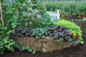 If You Don T Have Great Soil Or A Lot Of Room Straw Bale Gardening Is A Really Great Option Plus At The End Straw Bale Gardening Hay Bale Gardening Plants