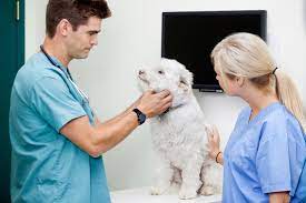 The animal hospital in montrose, ca, run by kym mitchell dvm and ben sures rvt, vpm Pet Acupuncture Veterinarian In Houston Montrose Veterinary Clinic