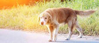 Check spelling or type a new query. What To Do If You Find A Stray Dog