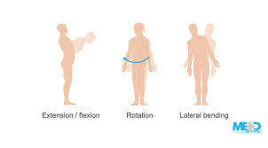 Image result for Low Back Standing Exam