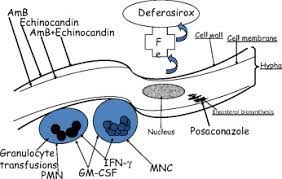 In some patients, this may result in loss of upper jaw or sometimes even the eye. Why Is Mucormycosis More Difficult To Cure Than More Common Mycoses Clinical Microbiology And Infection