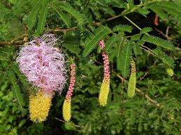 Image result for Fabaceae subfamily Caesalpinioideae