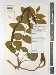 Image result for Markhamia obtusifolia