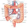 • of the blood vessels, artery carries blood away from heart, vein carries blood. 1