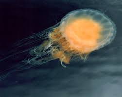 Some individuals can have a bell close to 60 cm (2 ft) in diameter, and most individuals. Fried Egg Jelly Vic High