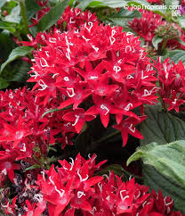 Image result for Pentas lanceolata