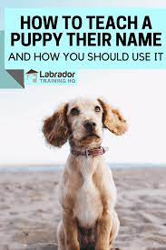 Try out the new name for a few days and see how your dog responds. How To Teach A Puppy Their Name And How You Should Use It