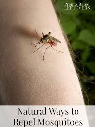 Homemade Mosquito Repellents Home Remedies For Mosquito Mosquito Repellent Homemade Mosquito