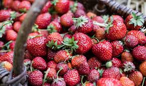 Neues Erdbeerbeet Anlegen Erdbeerbeet Erdbeerpflanzen Erdbeeren