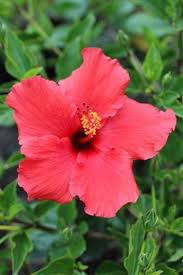 Image result for Hibiscus calyphyllus