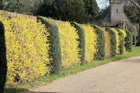 Awesome Forsythia Hedge Landscape Design Farmhouse Landscaping Hedges