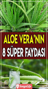 Aloe Veranin 8 Mukemmel Faydasi Aloe Dogal Tedaviler Bitki