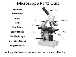 Classical microscope design relies on two apertures and two diaphragms to control passage of light through the microscope. Ppt Microscope Parts Quiz Powerpoint Presentation Free Download Id 3050102