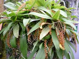 Image result for Chamaeangis