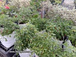 Kenapa daun pokok lada berkedut. Pokok Hiasan Dan Tanaman Hijau Di Floral Production Nursery Ampang Depan Tesco Extra Ampang Ceritera Si Gadis Biru