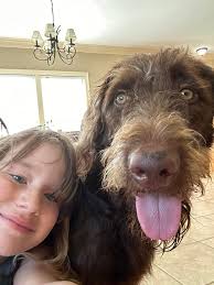 Breeze from On Point's B litter is starting to strut her stuff with those  tried and true Pudelpointer looks! She's poised to cut through CRP like a  cool summer breeze and wants