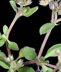 Image result for Polycarpon prostratum