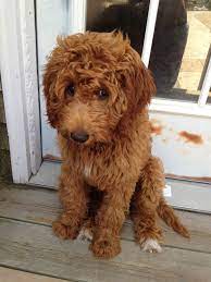 It is a highly social dog. Aefe6324a9c17ab8e4722530eb685fbc Jpg 1 200 1 600 Pixels Goldendoodle Cute Dogs Goldendoodle Puppy