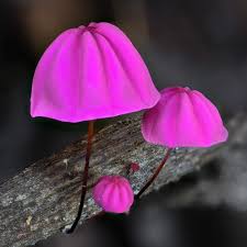 Image result for Marasmius opacus