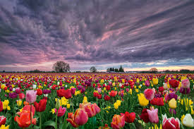 In addition to too much or too little. Tulip Facts What To Know About Tulips
