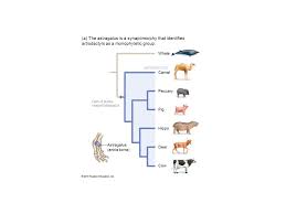 They are found throughout central and south america and in the. Evolutionary Analysis Tree Mathematical Structure Model Evolutionary History Ppt Download