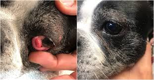 When your vet flashes a light in your cat's eyes, the pupils should get smaller. Cherry Eye In Dogs And Cats Diagnosis And Treatment The Pet Hospitals