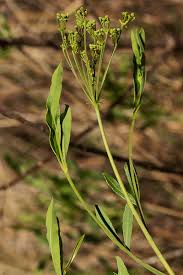 Image result for Heteromorpha