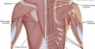 Pin On Athletic Training