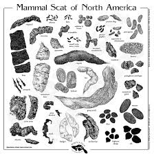 Animal Scat Identification Google Search Animal Tracks