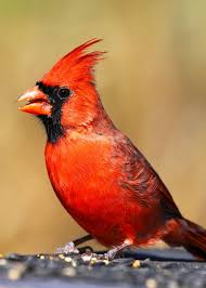 Check spelling or type a new query. 26 Of The Most Colorful Birds On The Planet And Where To Find Them Justbirding Com