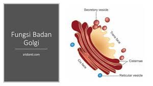 Fungsi Badan Golgi Struktur Letak Pengertian Sridianti Com