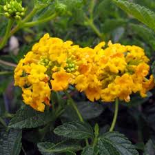 Image result for Lantana moldenkei