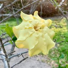Image result for Gardenia subacaulis