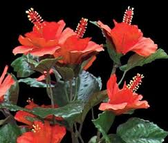 We did not find results for: Hibiscus Plant Artificial Silk Hibiscus Flowers Commercial Silk