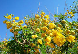 Image result for Erythrostemon gilliesii