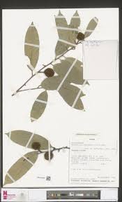 Image result for Afrostyrax