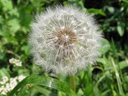 Image result for Taraxacum