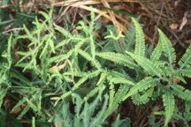 Image result for Sticherus flagellaris
