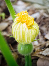 On the contrary, a male squash blossom lacks any sort of fruit. The Sex Life Of Squash Why Your Plants Have Lots Of Flowers But No Fruits Garden Betty