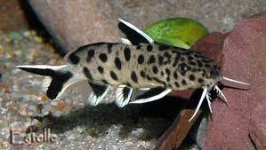 How To Care For Synodontis Aquarium Catfish Aquarium Catfish Aquarium Fish Oscar Fish