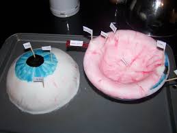 Had To Make A Model Eye For A Project In Hs Decided The Best Thing Would Be To Make It Edible Presenting Eyeball Cake Science Project Models Biology Projects Human Body