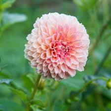 Dahlia Linda S Baby Flowers Beautiful Flowers Dahlia