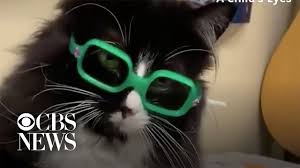 Maybe you would like to learn more about one of these? Cat Vision Glasses For Cats Learn More On Litter Robot Blog