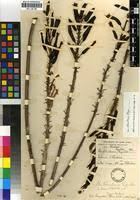 Image result for Aloe christianii