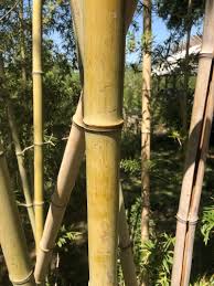 Image result for Bambusa vulgaris