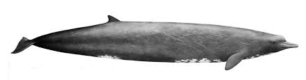 Baird's beaked whale (zoo tycoon wildlife design team). Datei Berardius Bairdii Jpg Wikipedia