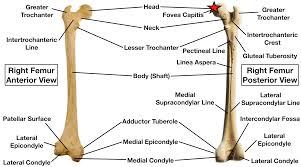 Because of the important organs situated in the abdominal area, many health concerns stem. Femur Bone Anatomy Labeled Diagram Quiz Color Coded Parts Skeletal System Lower Extremity Ezmed