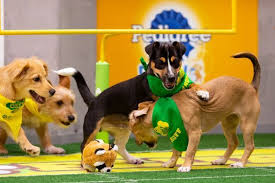 The Greatest Gift Sst Update Toucan Rescue Ranch Puppy Bowls Rescue Dogs Puppies